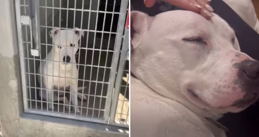 聽障犬24小時內將被安樂！最後一刻奇蹟發生