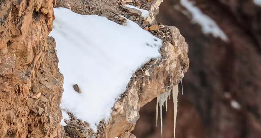 照片裡有一隻「可愛雪豹」　網友找到眼睛脫窗：變色龍等級
