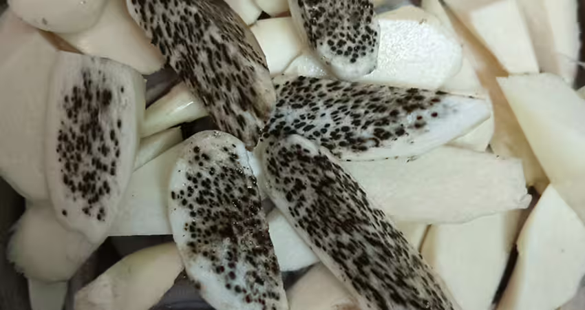筊白筍冒「滿滿恐怖黑點」還能吃嗎？老饕一看暴動：是極品