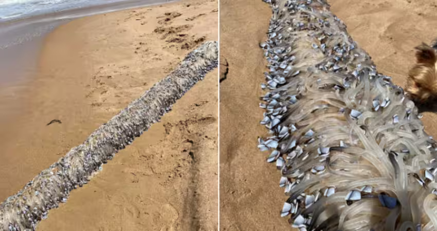 海邊發現「詭異透明長條狀物」 她驚:26年首次看到!專家揭真相