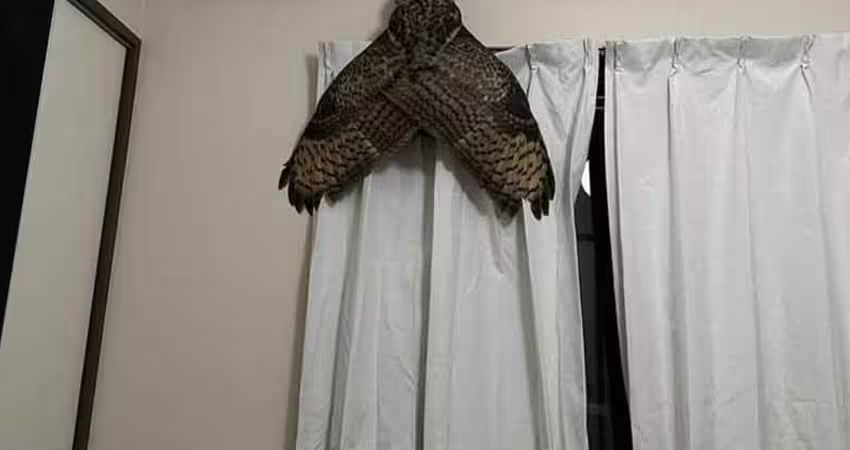 客廳驚見「巨無霸黑蟬」！「張開巨大翅膀」他驚：晚上也會叫