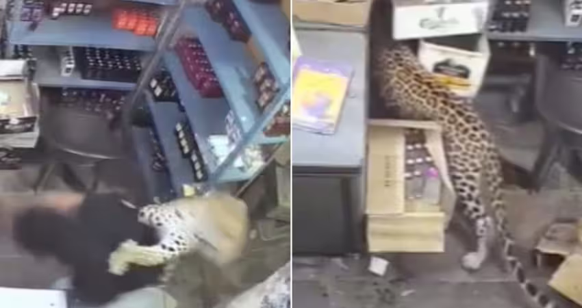 店員上班一半　野豹突闖店飛撲狠撕