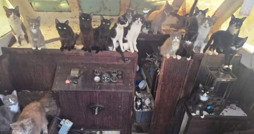 猶如吉卜力電影！海上廢棄船艙驚見「60貓船員」