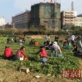 深圳土崩 鄰近菜園竟遭民眾瘋搶