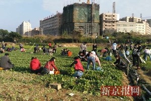 深圳土崩 鄰近菜園竟遭民眾瘋搶