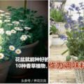 新手在窗台上用花盆就能種好的10種香草植物，作為調味料最適合