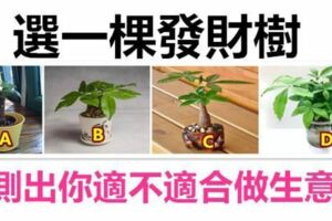 選一棵發財樹，看看你適不適合做生意？