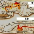 「左側睡」還是「右側睡」？專家建議：往左邊睡比較長壽！