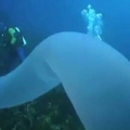 男子在海底探險時遇到奇怪生物，仔細一看讓人無比驚訝！