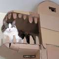 貓奴為取悅喵星人「親自打造一個龍造型的紙箱城堡」 完成後貓咪一玩就玩到...