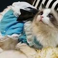 【趣味動物】萌寵來暖心，帶你看最受俄羅斯人喜愛的十種貓貓！