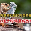 20張與動物互動的完美時機照片 各種滑稽場面絕對爆笑 !