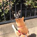 阿柴散步中的悲劇，狗狗開心看到同伴打招呼的下一個瞬間 !!!