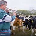 美農場乳牛真好命 主人經常為其演奏音樂
