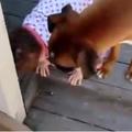 暖心狗狗擔心小女孩下樓梯摔倒，用獨特的愛保護她