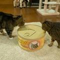 主人買回了巨型的貓罐頭，兩隻小貓咪馬上圍了過來~~