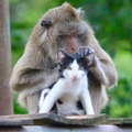 泰獼猴和小貓成好友形影不離 畫面甜蜜有愛