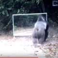 各種野生動物們第一次照鏡子的反應！天差地遠！