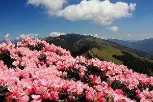 走秦楚古道，穿原始森林，終南山頂賞杜鵑