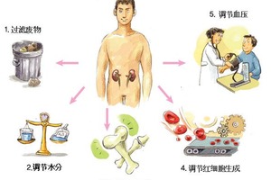 從「頭髮」就能三秒看出你的「腎臟」好不好！「少年白」原來代表著.....