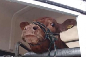 這隻牛被送上車之後，開始一直哭一直哭！哭到「目的地」後...牠居然笑嘻嘻了！原來牠的命運竟是....真的太意想不到了！