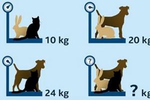 「貓＋狗＋兔＝？公斤」　測你是天才還是笨蛋