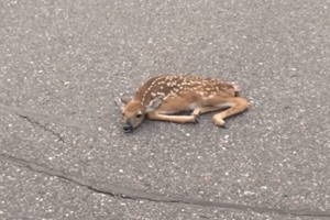 路上巧遇，男子抱小鹿下一秒竟...嚇死我！