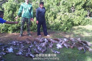 泰國這棵大樹突然「連根拔起」倒塌，倒下之際竟傳出「淒厲的慘叫聲」？！現場畫面太恐怖了…