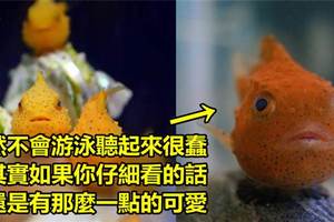 真魚版波妞《氣球魚》明明是魚卻不太會游泳（笑）