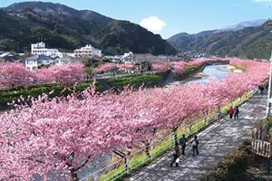 早開櫻花染紅東京近郊知名小鎮