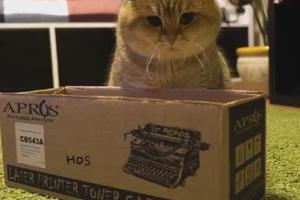 貓咪看到一個小盒子，忍不住想要鑽進去，這貓咪太可愛了