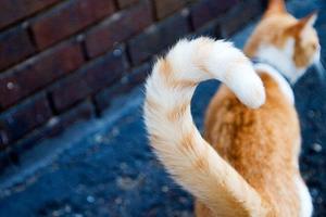 貓尾巴，能夠幫助我們了解貓咪的情緒或者意圖！