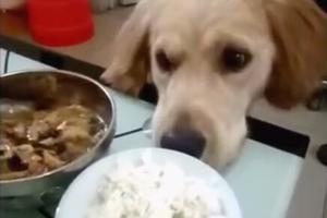 看到主人一個人吃飯心情不好 狗狗立刻就把自己的碗拿了過來！