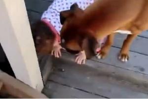 暖心狗狗擔心小女孩下樓梯摔倒，用獨特的愛保護她