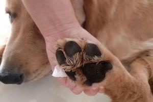 狗狗很喜歡這種軟軟的小刷子，回家不必再用濕巾給它們擦腳了