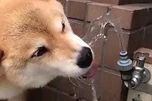 柴犬在自助飲水器邊飲水，狗狗抬頭露了個微笑，表情太迷人了