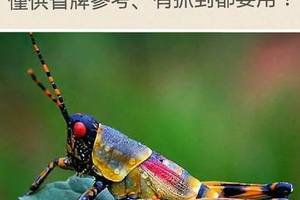 3/29六合彩低G參考看~祝中獎