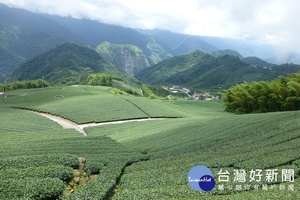 雙十連假體驗茶鄉文化　上貓空挖掘鄉野裡的自然寶藏