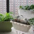 分清何謂有機蔬菜、綠色蔬菜、無公害蔬菜？再決定將蔬菜種在自家陽台上