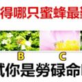 你覺得哪只蜜蜂最勤勞，測試你是勞碌命嗎？