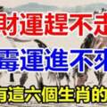 6大生肖誰家若有一個，「財運趕不走」黴運進不來！