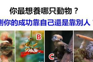 你最想養哪只動物？測你的成功靠自己還是靠別人？