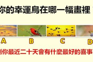 你的幸運鳥在哪一幅畫裡？測你最近二十天會有什麼最好的喜事？