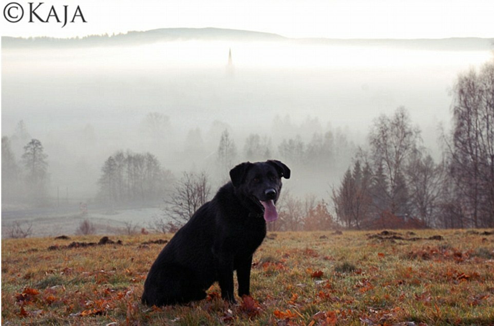 Kaja zoomed in on the dog and positioned it neatly in the centre 