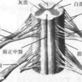 一文讀懂脊柱神經支配，趕緊收藏備用！