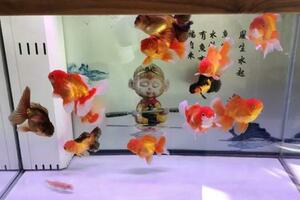 養魚，為什麼不能輕易換水？不能輕易清洗濾棉？