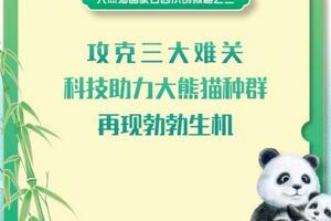 攻克三大難關 科技助力大熊貓種群再現勃勃生機——大熊貓國家公園系列報導之二