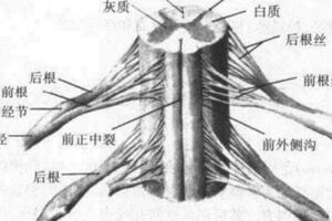 一文讀懂脊柱神經支配，趕緊收藏備用！