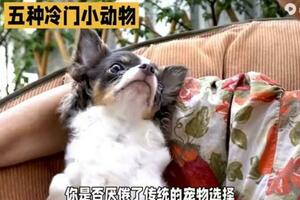 揭秘另類寵物：這5種冷門小動物讓你的生活更精彩