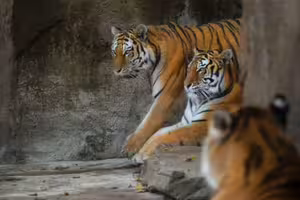 闖入動物園圍欄！男子遭3老虎活活咬死　遺體破碎無法辨識